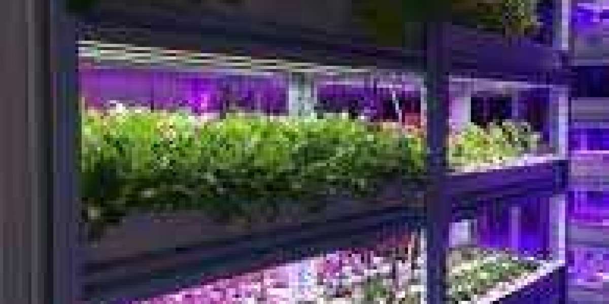 Houseplants for different indoor light disorders