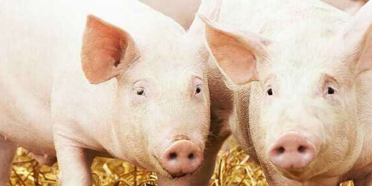 Pig feed supplement Suppliers and Exporters in India|PVSLabs