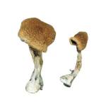 Magic Mushroom Sales Profile Picture