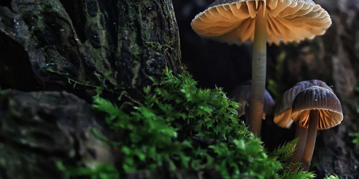 Properly Store A Buy Magic Mushrooms Online
