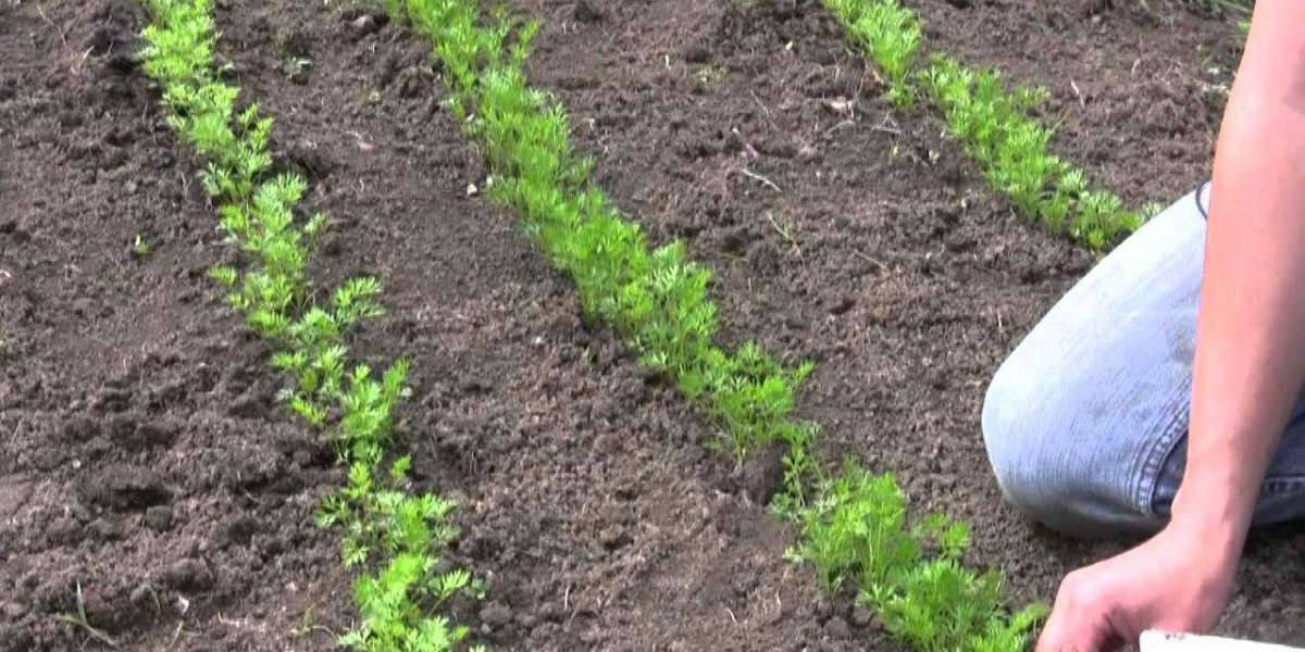 Growing Carrots For Taste and Diet
