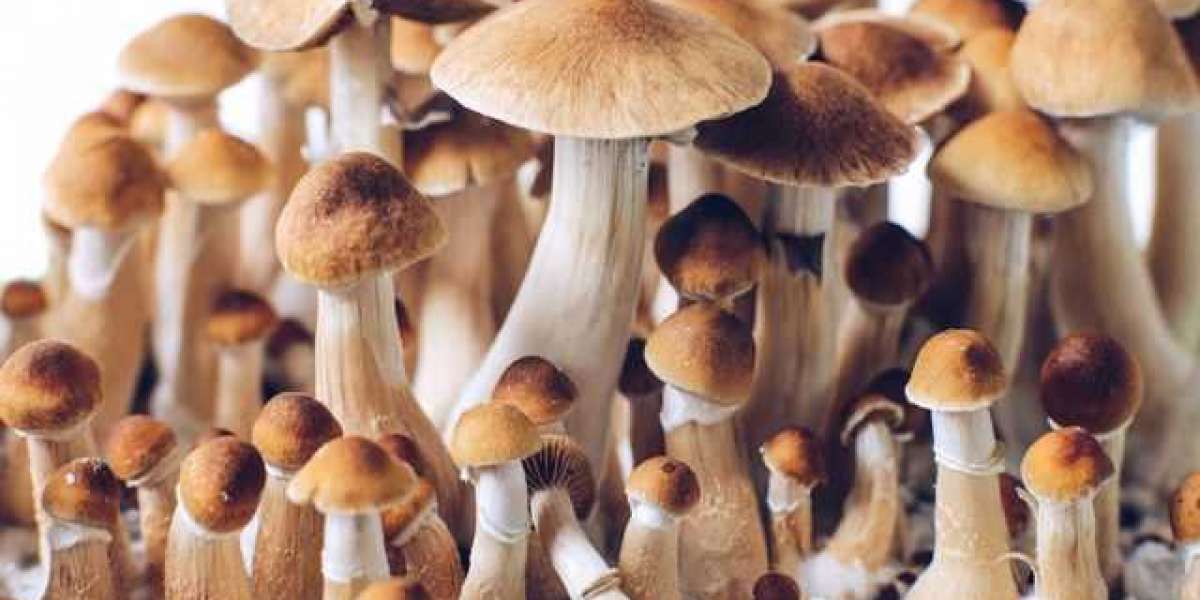 What Compounds Are in Magic Mushrooms Other Than Psilocybin?