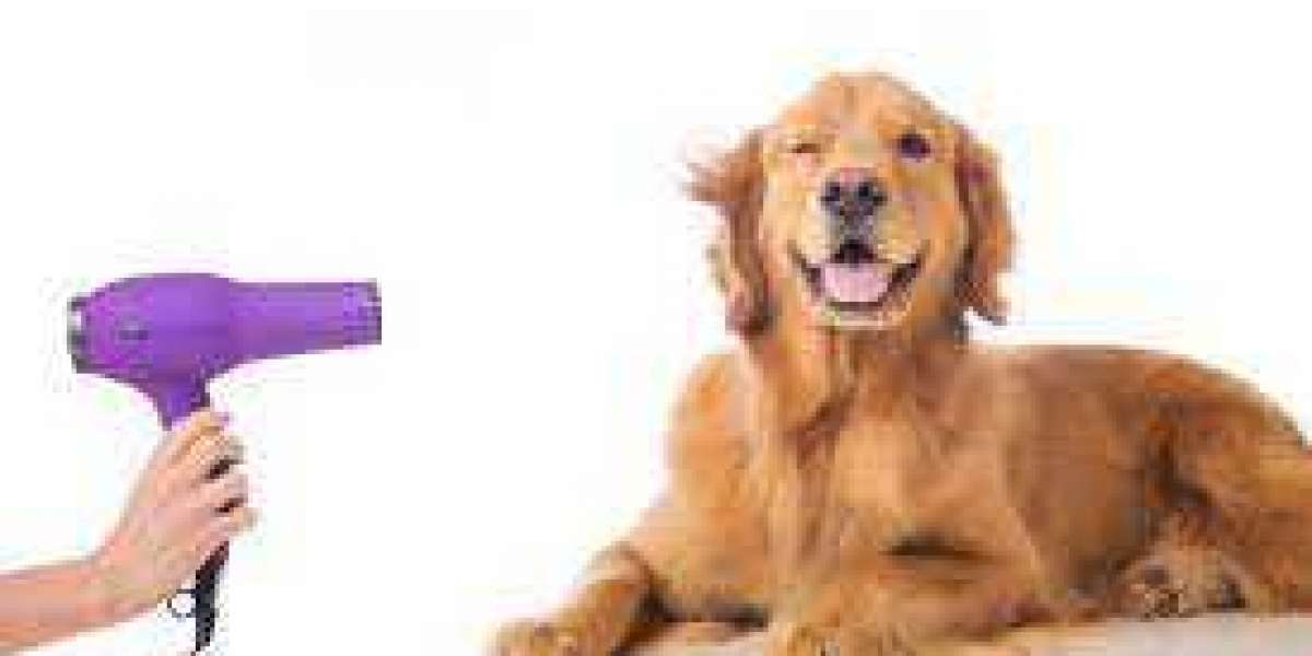 Hire The Affordable dog grooming in Dubai