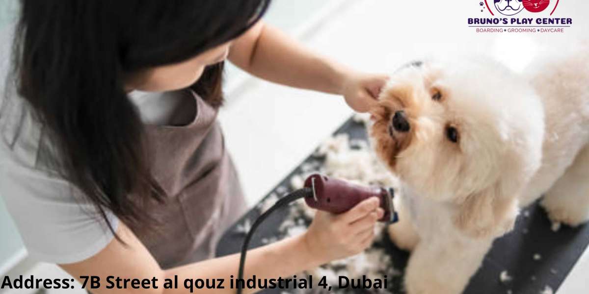 Affordable dog grooming in Dubai