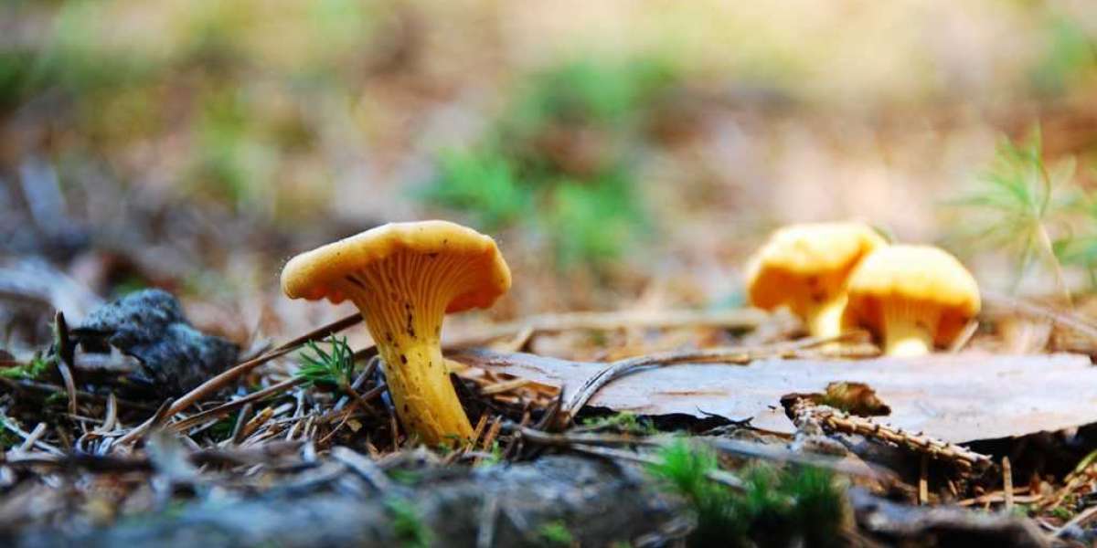The 5 Best Things About Golden Teacher Mushrooms