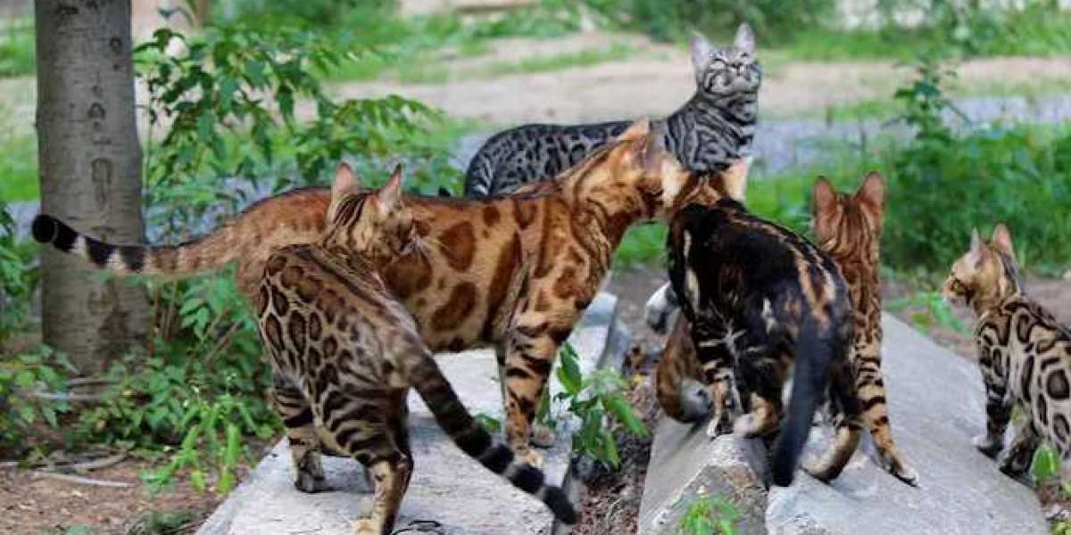 Bengal Kittens Change in Fur Named the Fuzzies